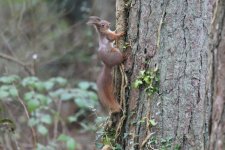 Red Squirrel.JPG