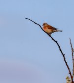 Unidentified bird1.jpg