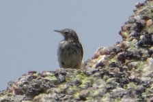 Bisbita alpino. Water pipit. Saja.jpg