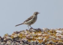 Water pipit.jpg