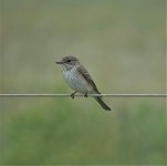 DSC07297 Spotted Flycatcher Gramboro.jpg