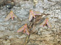 Elephant Hawk moths .jpg