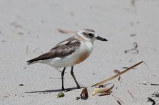 New Zealand Dotterel nz 3.jpg