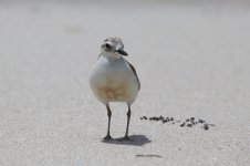 New Zealand Dotterel nz 5.jpg