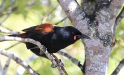 North Island Saddleback nz 4.jpg