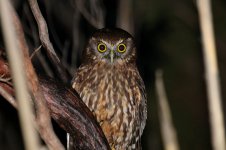 Morepork nz 1.jpg