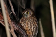 Morepork nz 2.jpg