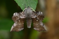 20200513 (7)_Poplar_Hawk-moth.JPG