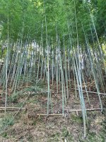 bamboo forest 2 resized.jpg