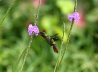 tufted coquette male.JPG