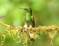 buff tailed coronet.JPG