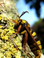 hornet_moth_15jun20_768p_7523.jpg