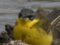 yellowwag2.jpg