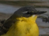 yellowwag4.jpg