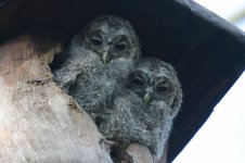 Tawny Owls, labanoras.jpg