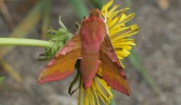 02 Small Elephant Hawkmoth.JPG