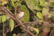 20200109 (6)_Singing_Cisticola.JPG