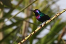 20200109 (8)_Splendid_Sunbird.JPG