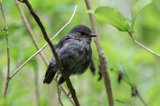 North Island Robin nz 1.jpg