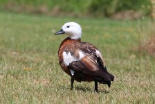 Paradise Shelduck nz 2.jpg