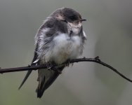 Sand Martin_Girdle Ness_150620b.jpg