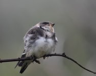 Sand Martin_Girdle Ness_150620c.jpg