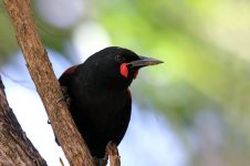 North Island Saddleback nz 1.jpg