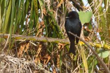 20200109 (19)_Glossy-backed_Drongo.JPG