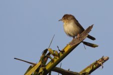 20200109 (20)_Tawny-flanked_Prinia.JPG