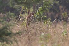 20200109 (28)_Red_Patas_Monkey.JPG