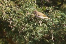 20200109 (30)_Western_Bonellis_Warbler.JPG