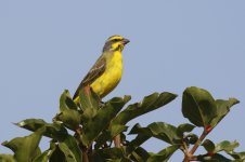 20200109 (32)_Yellow-fronted_Canary.JPG