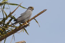 20200109 (35)_Grey_Kestrel.JPG