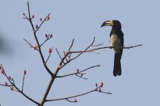 20200109 (42)_African_Pied_Hornbill.JPG