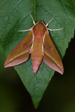 20200609 (2)_Elephant_Hawk-moth.JPG