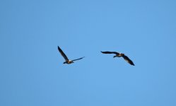 Greylag Goose 003.JPG