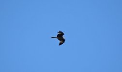 Red Kite 005.JPG