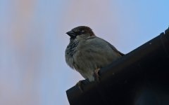 House Sparrow 001.JPG