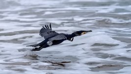 cormorant03.jpg