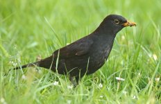 Blackbird 001.JPG