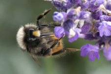 0843  Bombus lapidarius BF.jpg