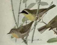 Maryland yellow throat.jpg