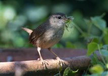 Winter Wren with moss Apr 20_01.jpg