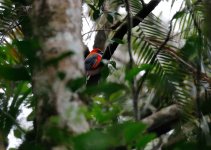 whiteheads trogon male.JPG