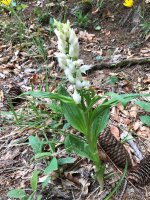 White Helleborine.jpg