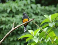 guianan trogon fem.JPG