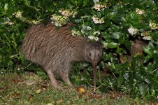 Southern Brown Kiwi nz 2.jpg