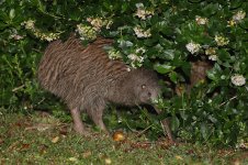 Southern Brown Kiwi nz 1.jpg