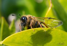 BigBee-TeleMacro_0518.jpg