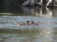 9-16, Feeding-3 chicks(3).JPG